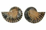 Black, Cut & Polished Ammonite - Crystal Filled #166732-1